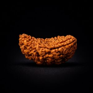 1 Mukhi Rudraksha - Ek Mukhi