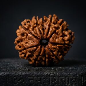 10 Mukhi Rudraksha - Das Mukhi