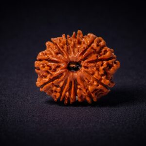 12 Mukhi Rudraksha - Barah Mukhi