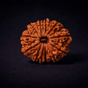 13 Mukhi Rudraksha - Terah Mukhi