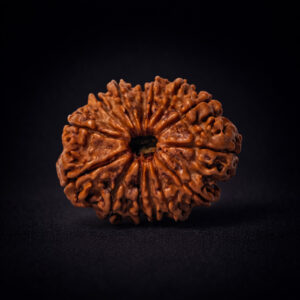 14 Mukhi Rudraksha - Chaudah Mukhi
