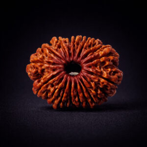 15 Mukhi Rudraksha - Pandrah Mukhi