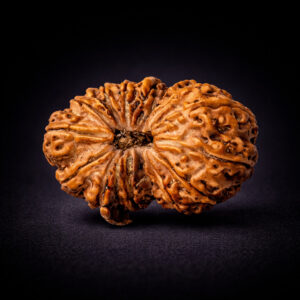 16 Mukhi Rudraksha - Solah Mukhi