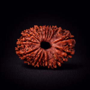 17 Mukhi Rudraksha - Satrah Mukhi