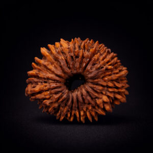 18 Mukhi Rudraksha - Attharah Mukhi