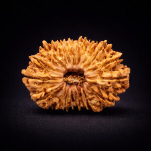 19 Mukhi Rudraksha - Unnees Mukhi