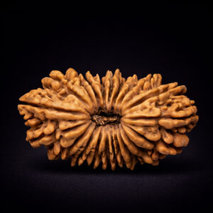 21 Mukhi Rudraksha - Ikkees Mukhi