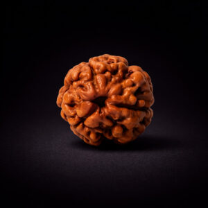 3 Mukhi Rudraksha - Teen Mukhi