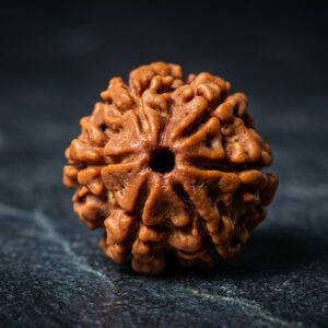 6 Mukhi Rudraksha - Chhah Mukhi