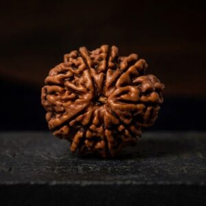 9 Mukhi Rudraksha - Nau Mukhi